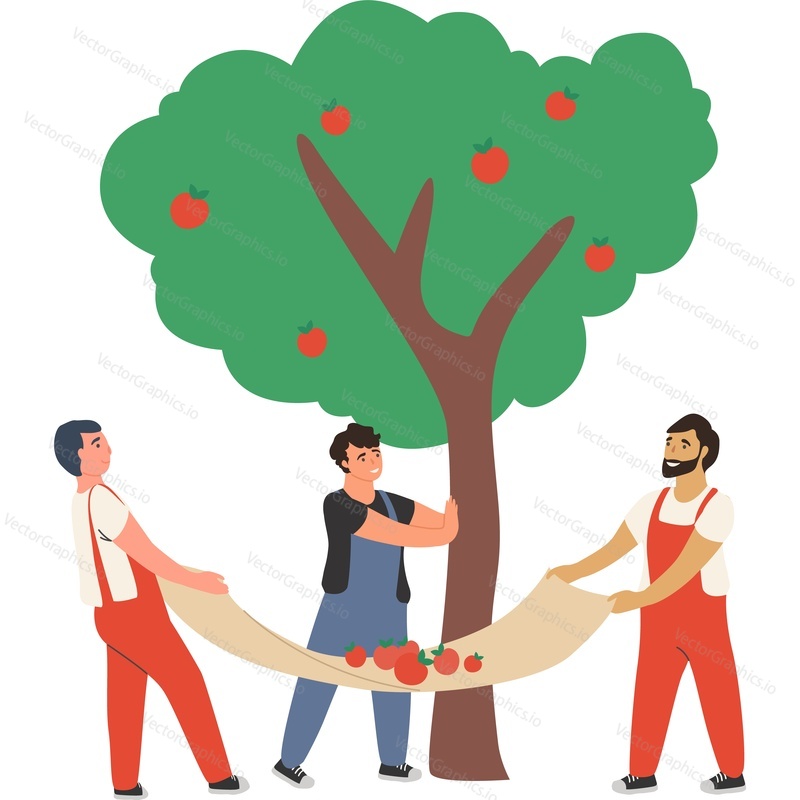 Three men gardeners shaking tree and catch dropped ripe apple fruit in blanket vector icon isolated on white background.