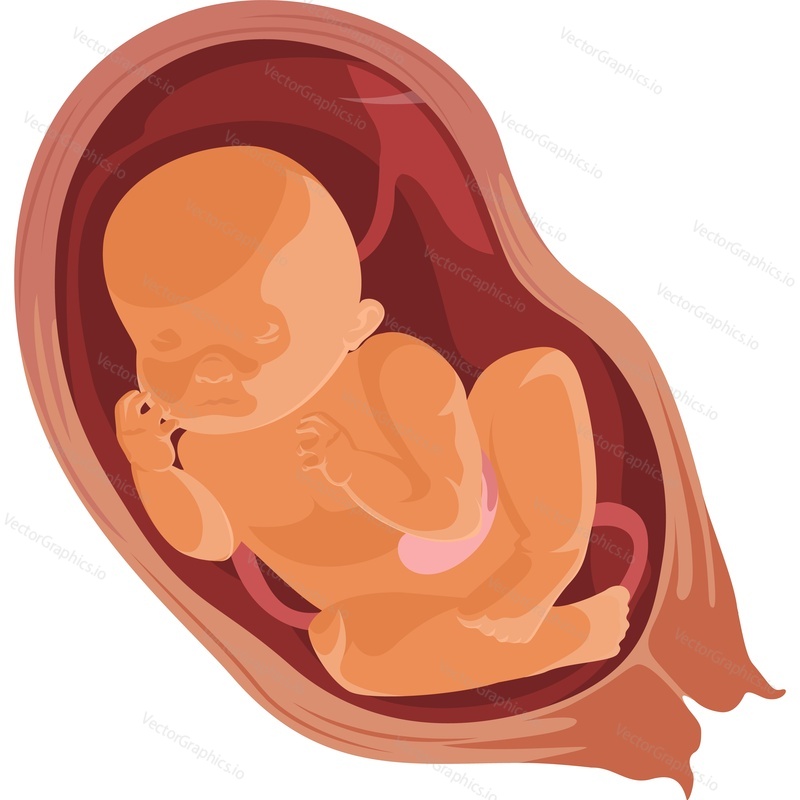 Baby in the womb breech presentation vector icon isolated on white background.