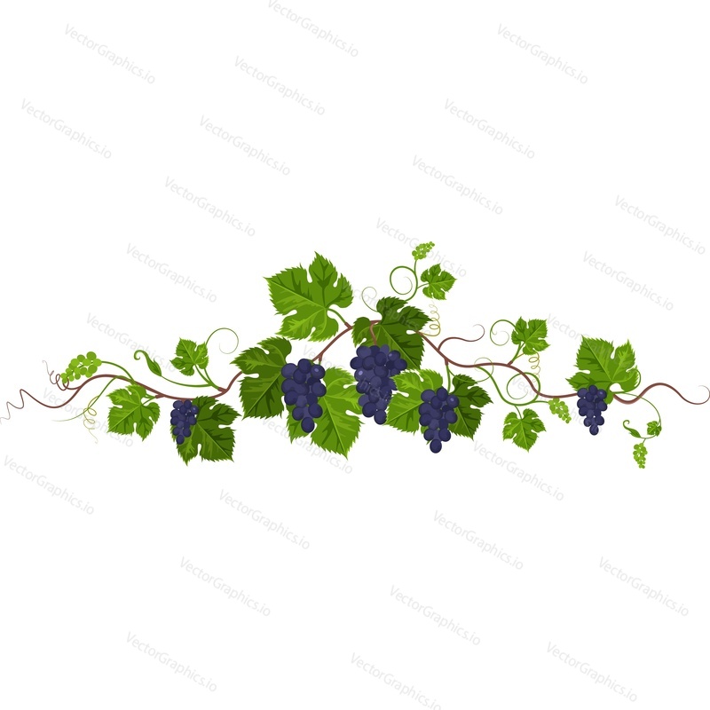 Grapes plant vector icon isolated on white background.
