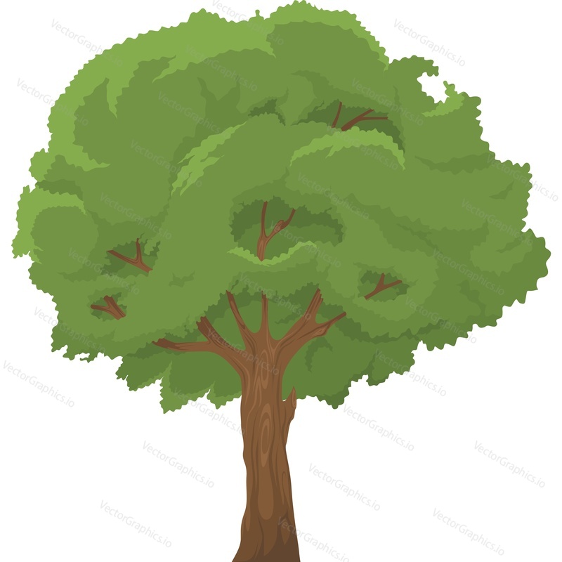 Summer oak tree vector icon isolated on white background