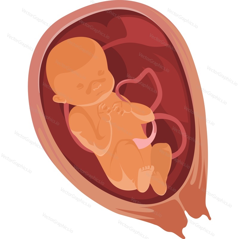 Baby in the womb six months pregnant vector icon isolated on white background.