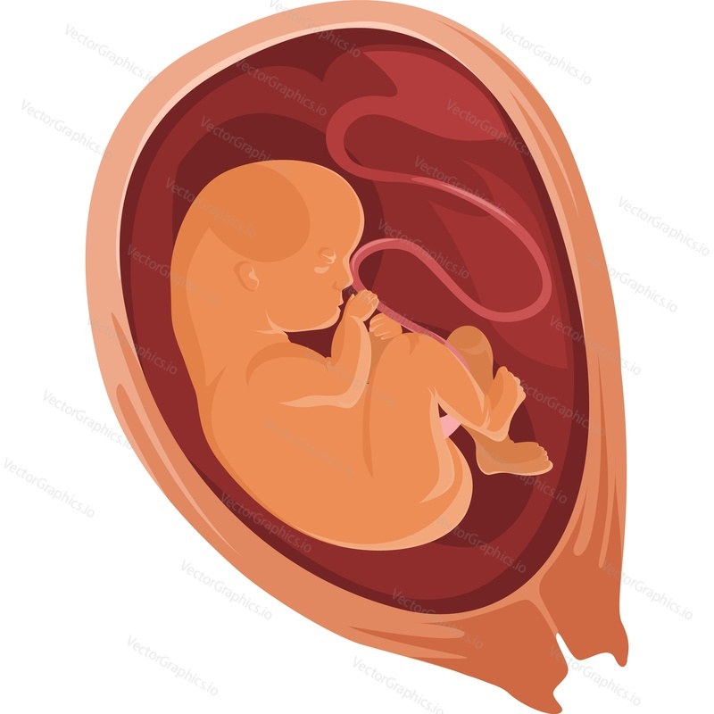 baby in the womb development vector icon isolated on white background.
