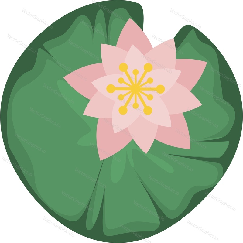 green water lily leaf and pink blooming flower vector icon isolated on white background.