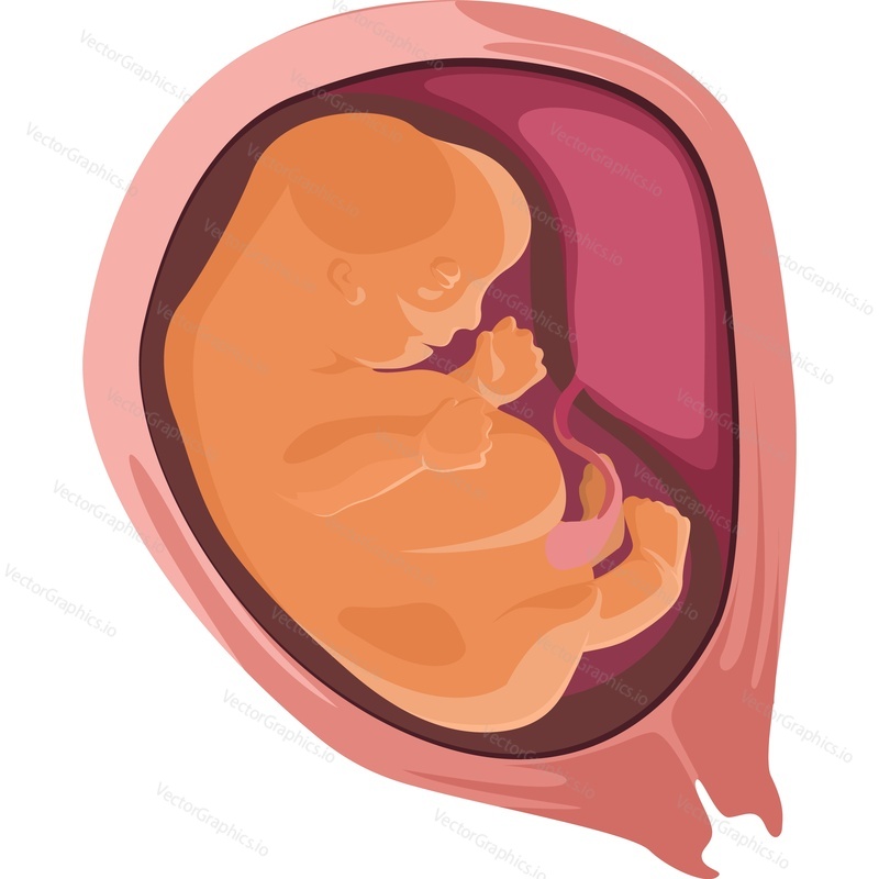 Ребенок в утробе матери на этапах роста и развития эмбриона, векторный значок, выделенный на белом фоне.