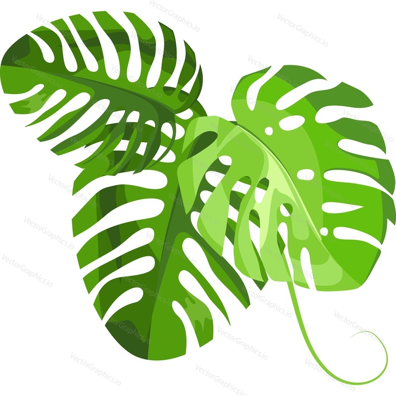 Green tropical leaves vector icon isolated on white background.