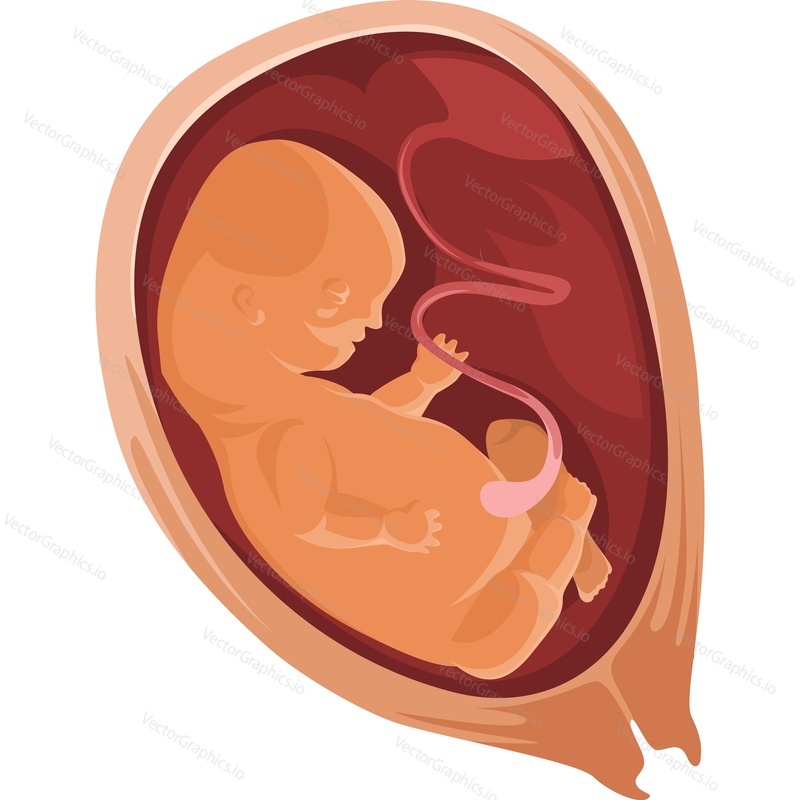 Baby in the womb growth and development by stages vector icon isolated on white background.