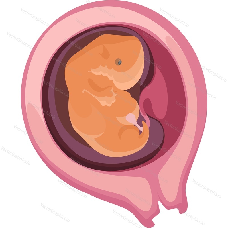 Векторный значок плода ребенка в утробе матери, изолированный на белом фоне.
