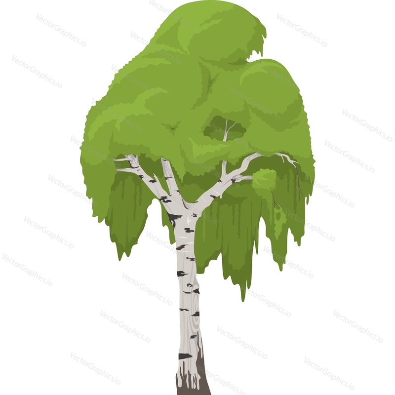 Summer birch tree vector icon isolated on white background
