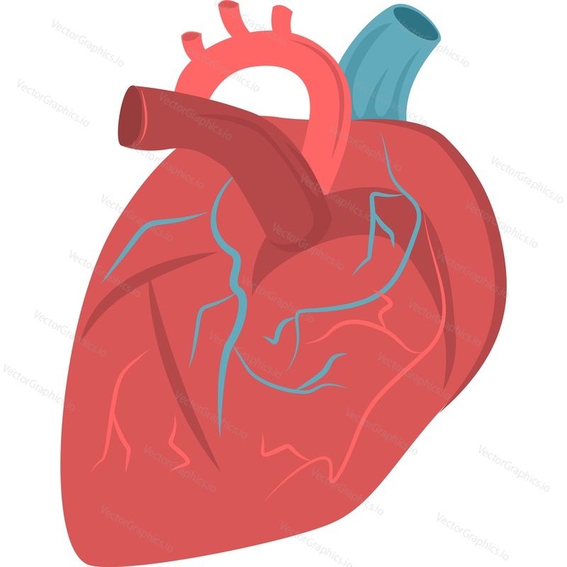 Human heart vector icon isolated on white background