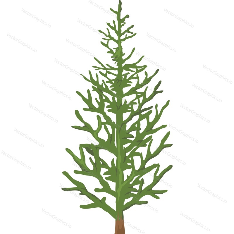 Green fir tree vector icon isolated on white background