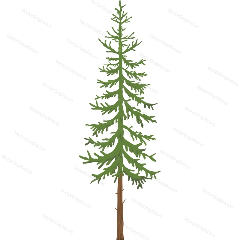 Green spruce tree vector icon isolated on white background