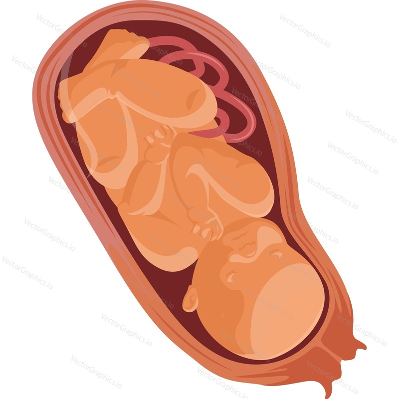 Baby in womb vector icon isolated on white background.