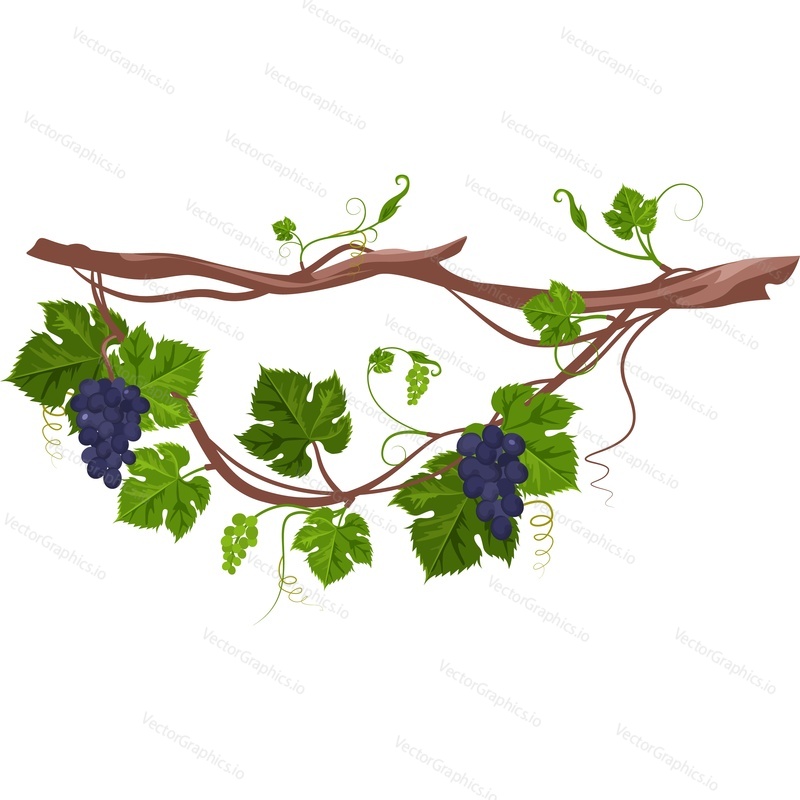 Grapevine twig vector icon isolated on white background.