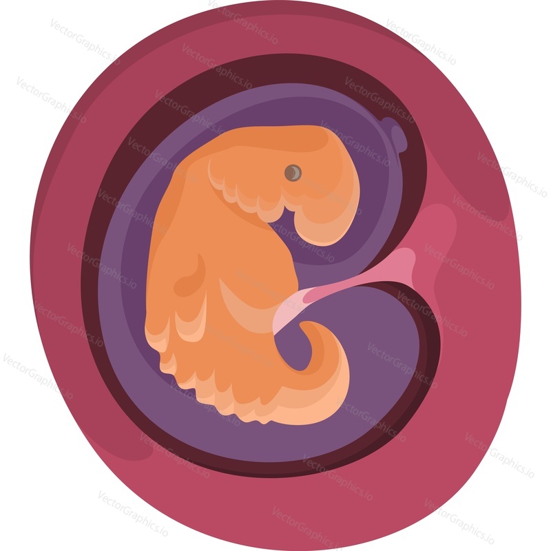 Эмбрионы ребенка в утробе матери на втором месяце беременности векторным значком выделены на белом фоне.