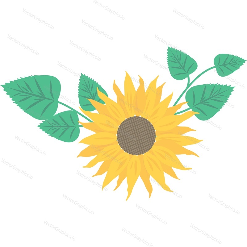 Sunflower blossom vector icon isolated on white background