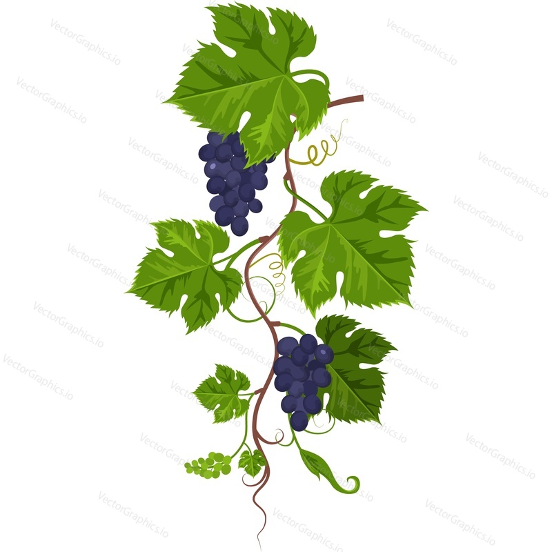 Grapes plant and leaves vector icon isolated on white background.