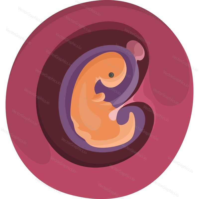 Эмбрион ребенка в утробе матери на первом месяце беременности векторный значок, изолированный на белом фоне.
