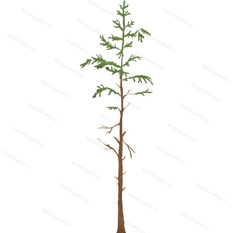 Evergreen pine tree vector icon isolated on white background