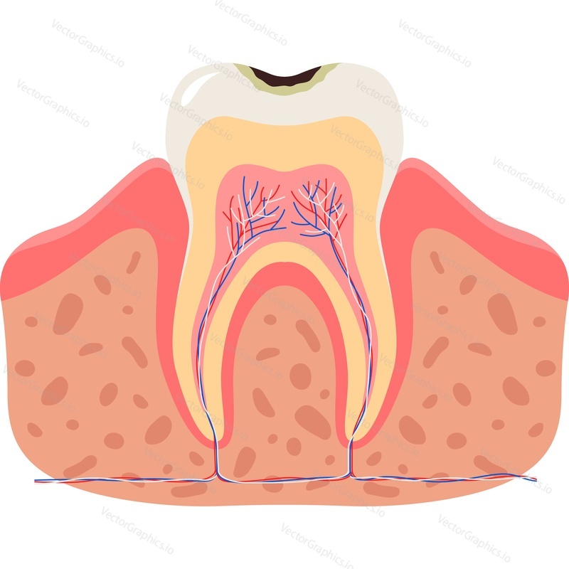 Sick tooth dental anatomy vector icon isolated on white background
