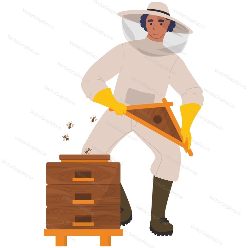 Человек-пчеловод, пчела и вектор улья. Иллюстрация пчеловодства. Пасечник в шляпе и униформе извлекает соты из улья, изолированные на белом фоне