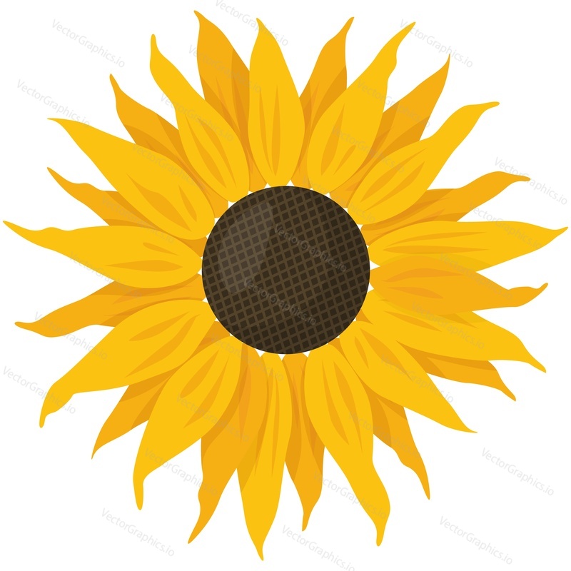 Векторная иллюстрация подсолнуха. Значок изолированного цветка солнца. Цветочный желтый мультяшный летний логотип на белом фоне. Солнечный бутон цветущего растения с семенами и лепестками