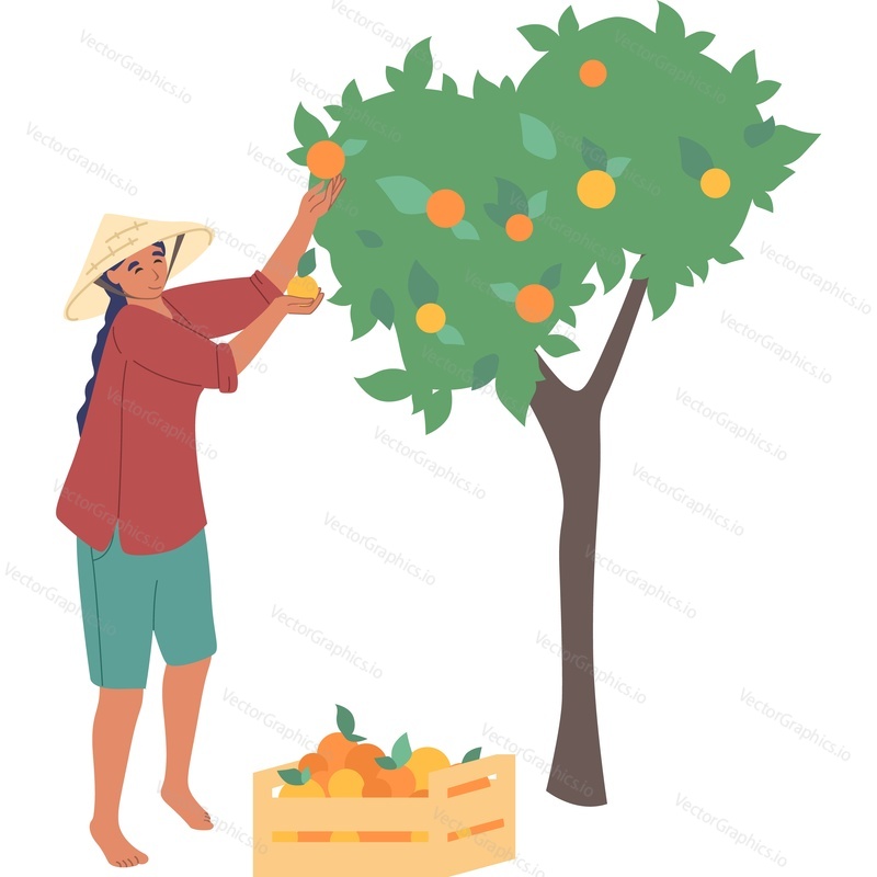 Женщина-азиатский фермер, собирающая плоды персика с дерева, векторная иконка на изолированном фоне.