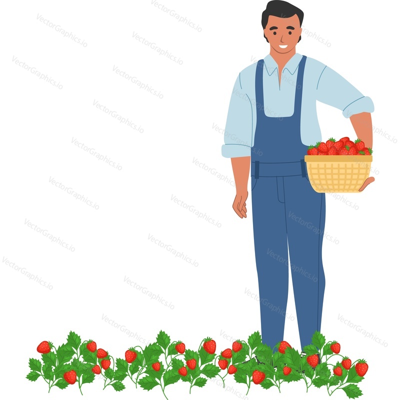 Farmer harvesting strawberry vector icon isolated on white background