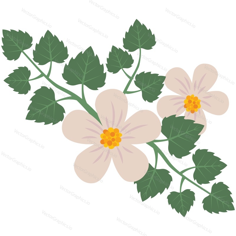 Flower white spring blossom branch vector. May beautiful blooming green floral twig isolated. Floral bloom garden plant illustration. Springtime icon
