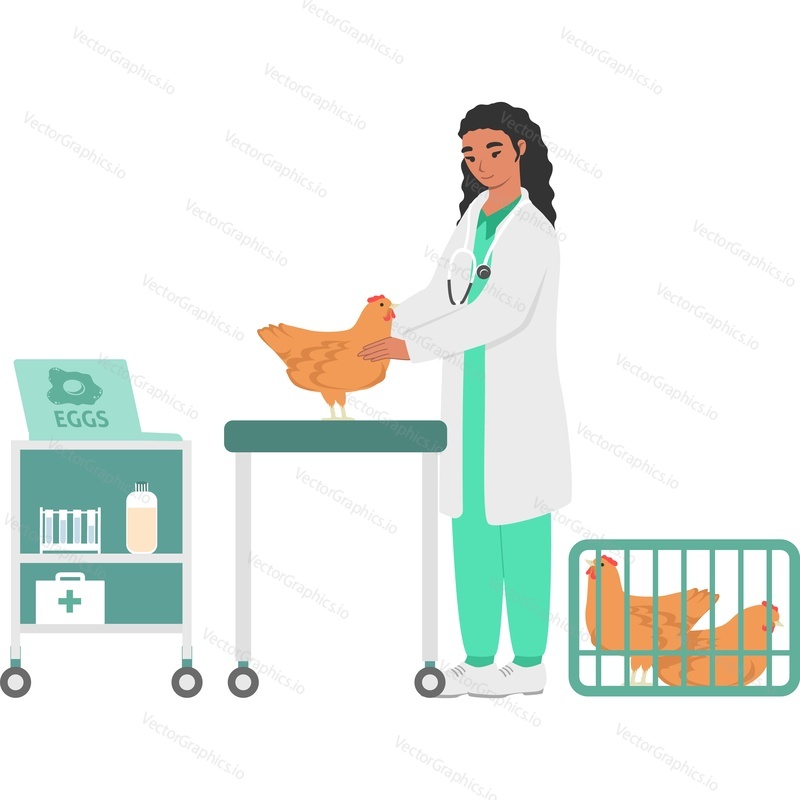 Vet doctor examining hen before laying egg vector icon isolated on white background