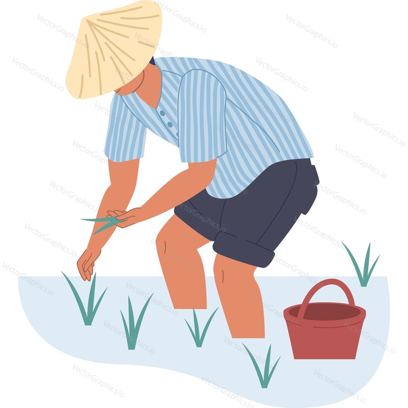 Male asian farmer growing rice vector icon isolated background.
