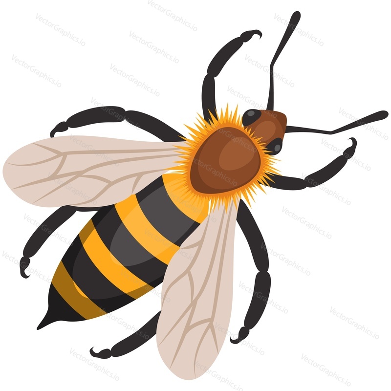 Honey bee vector illustration insect icon isolated. Honeybee or bumblebee pollinator cartoon. Beekeeping symbol on white background