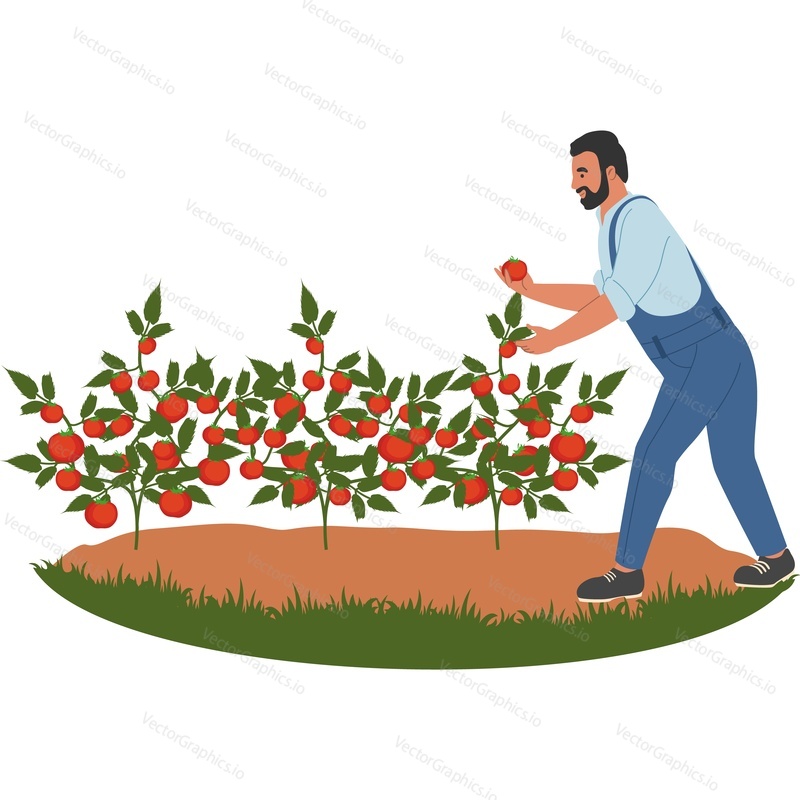 Фермер собирает урожай спелых помидоров векторная иконка, изолированная на белом фоне