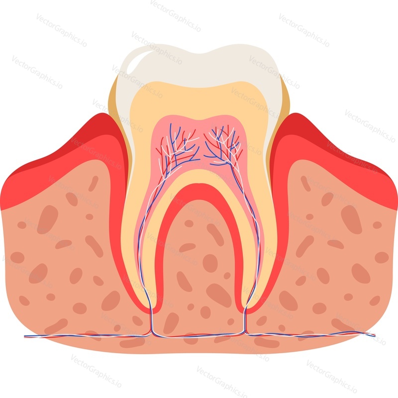 Зубной налет за зубами векторный значок анатомии зубов, изолированный на белом фоне