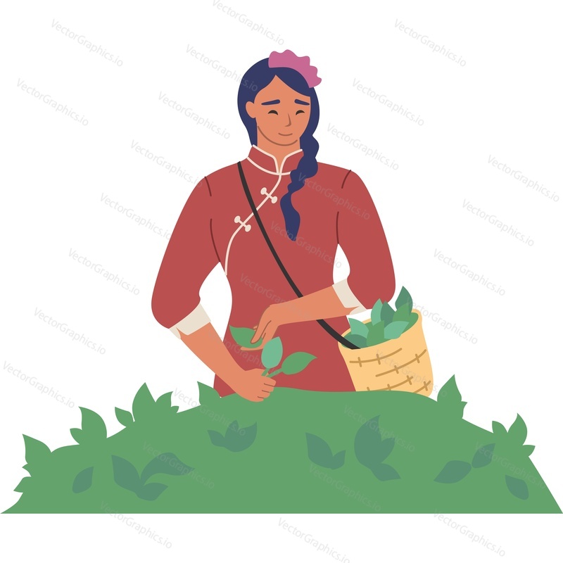 Female asian farmer picking green tea leaves vector icon isolated background.