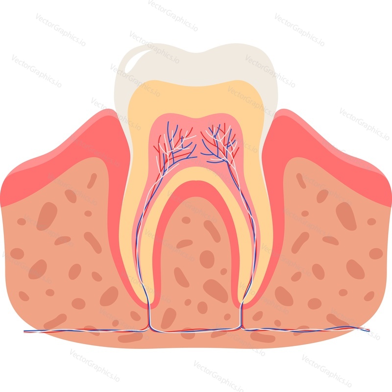 Векторный значок структуры кровеносных сосудов зуба, изолированный на белом фоне