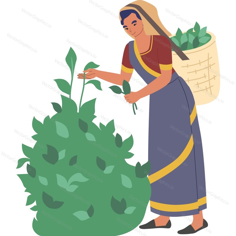 Индийская женщина-фермер собирает листья зеленого чая с куста векторной иконки на изолированном фоне.