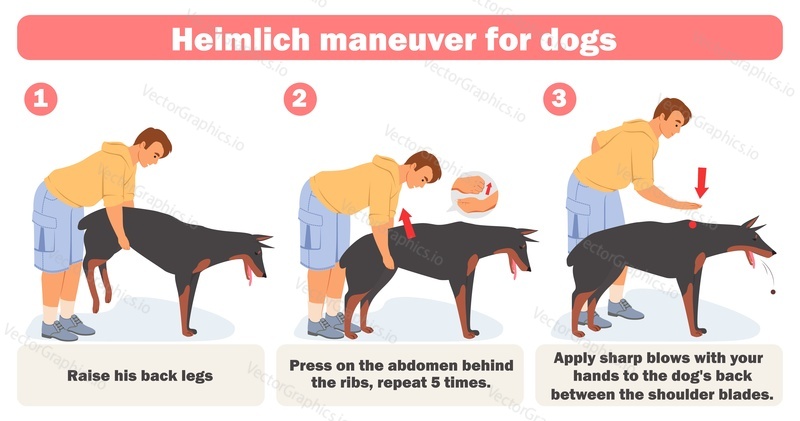 Heimlichův manévr pro psy infographic. Majitel domácího mazlíčka učí, jak pomoci zvířatům, která mají zablokované hrdlo, pomocí vektorové ilustrace jídla. Vzdělávací plakát