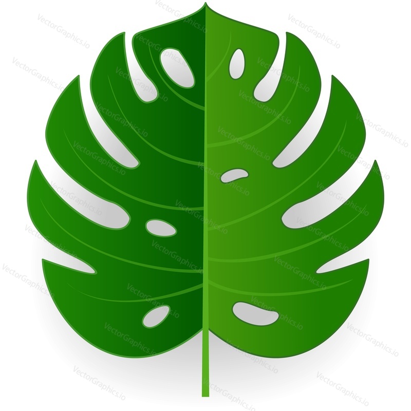 Green palm leaf vector. Tropical single tree branch isolated icon. Jungle rainforest foliage design illustration. Exotic hawaiian flora on white background. Monstera deliciosa palmetto