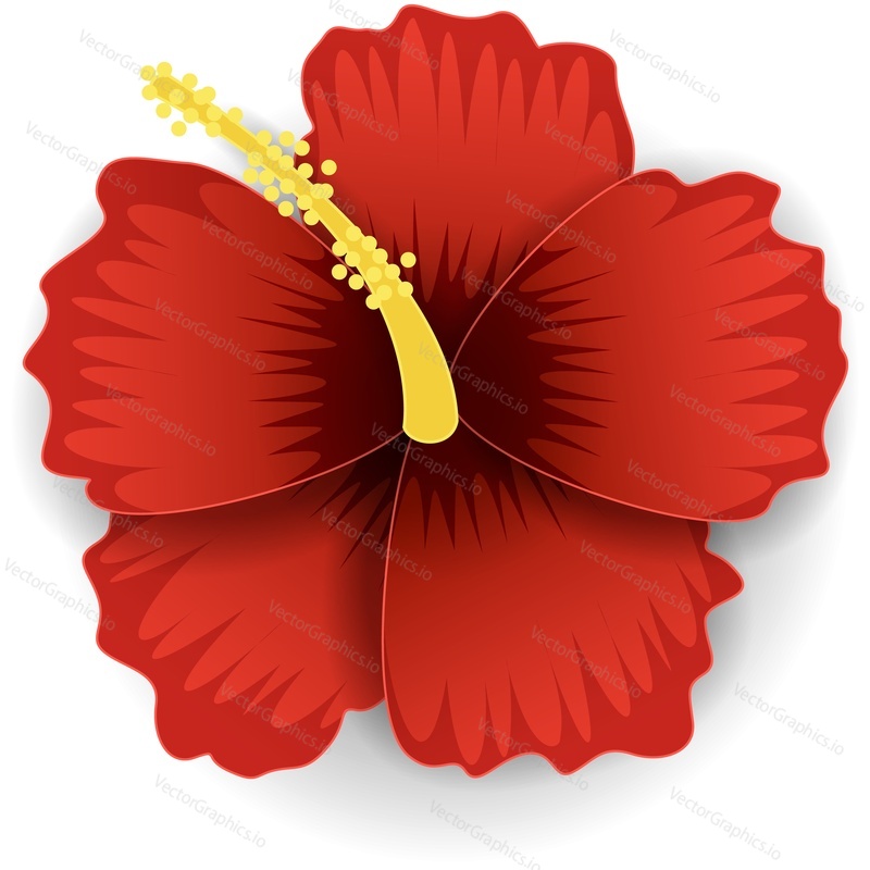 Red hawaiian hibiscus flower vector. Floral tropical exotic isolated icon. Hawaii bloom plumeria plant head on white background