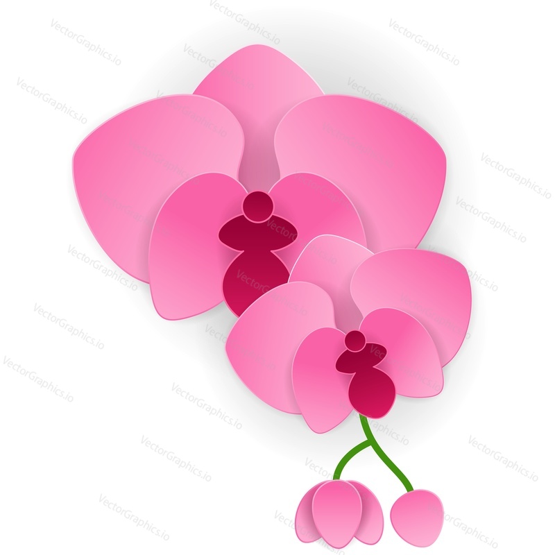 Topical pink orchid flower vector isolated icon. Hawaiian blossom plant bud. Spa botanic design element on white background