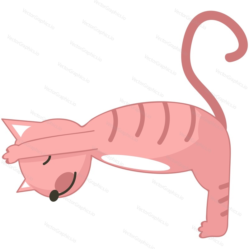 Yoga cat vector. Funny domestic animal cartoon character illustration. Kitten bending forward stretching back isolated on white background. Fitness, pilates, sport, gymnastics workout