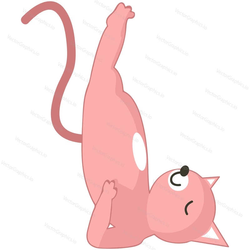 Yoga cat training vector. Funny domestic animal cartoon character illustration. Kitten standing in sarvangasana birch pose isolated on white background. Fitness, pilates, sport, gymnastics workout