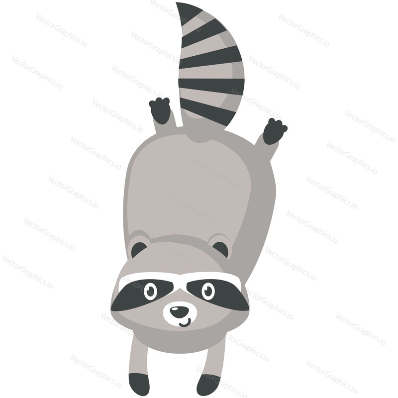 Funny raccoon cute animal vector character playing icon. Comic curious mascot emotion illustration isolated on white background