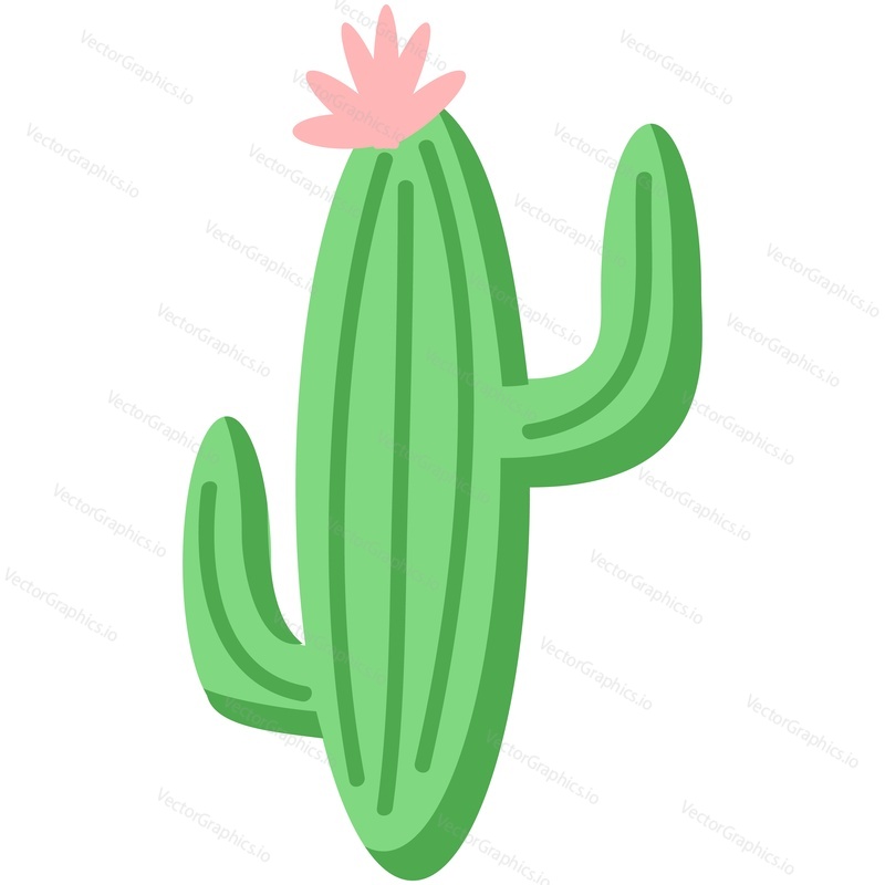 Vector cactus mexican desert flower in bloom cartoon illustration. Tropical succulent plant blossom isolated on white background