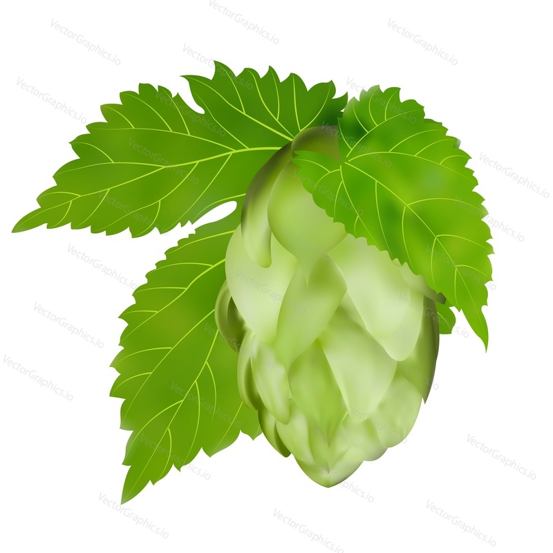 Hop cone with leaf icon. Vector beer herb plant isolated on white background. Brewery logo symbol