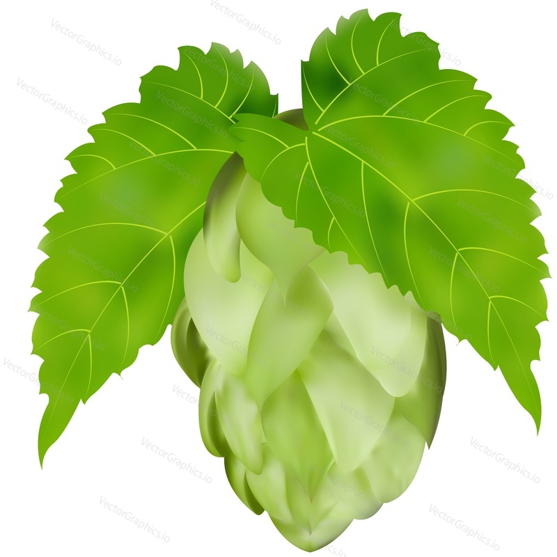 Hop cone realistic vector icon