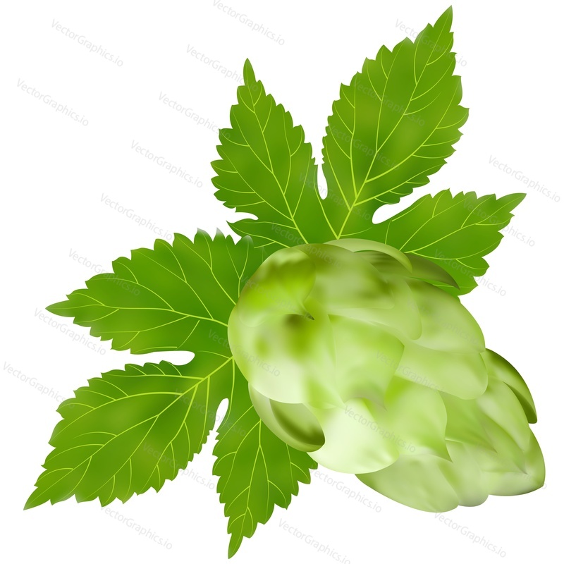 Hop branch vector. Beer plant