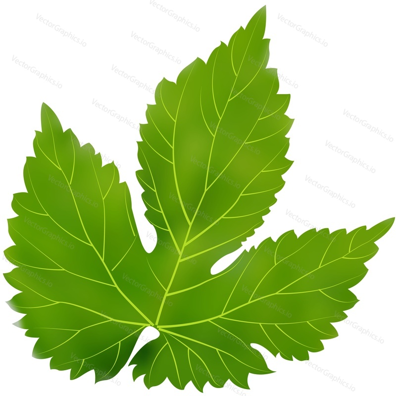 Hop list vektor. Ikona rostliny piva sladu. Zelený humulus lupulus izolovaných na bílém pozadí. Pivovar logo symbol design