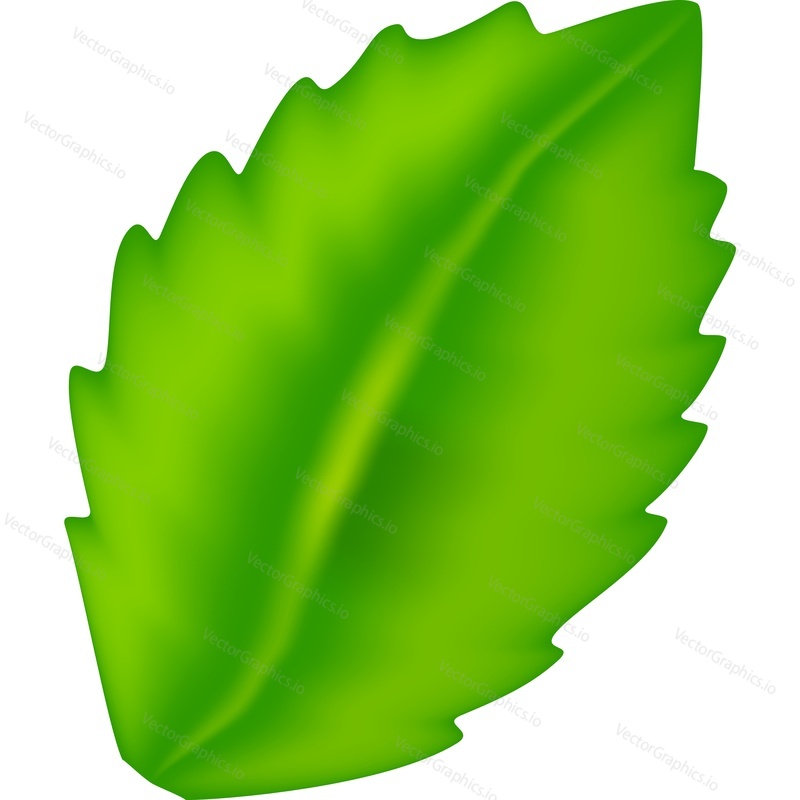 Green plant leaf shape vector. Eco, bio, fresh, natural icon isolated on white background