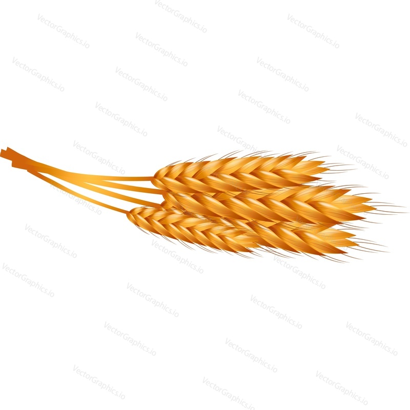 Wheat ear spikelet bunch with